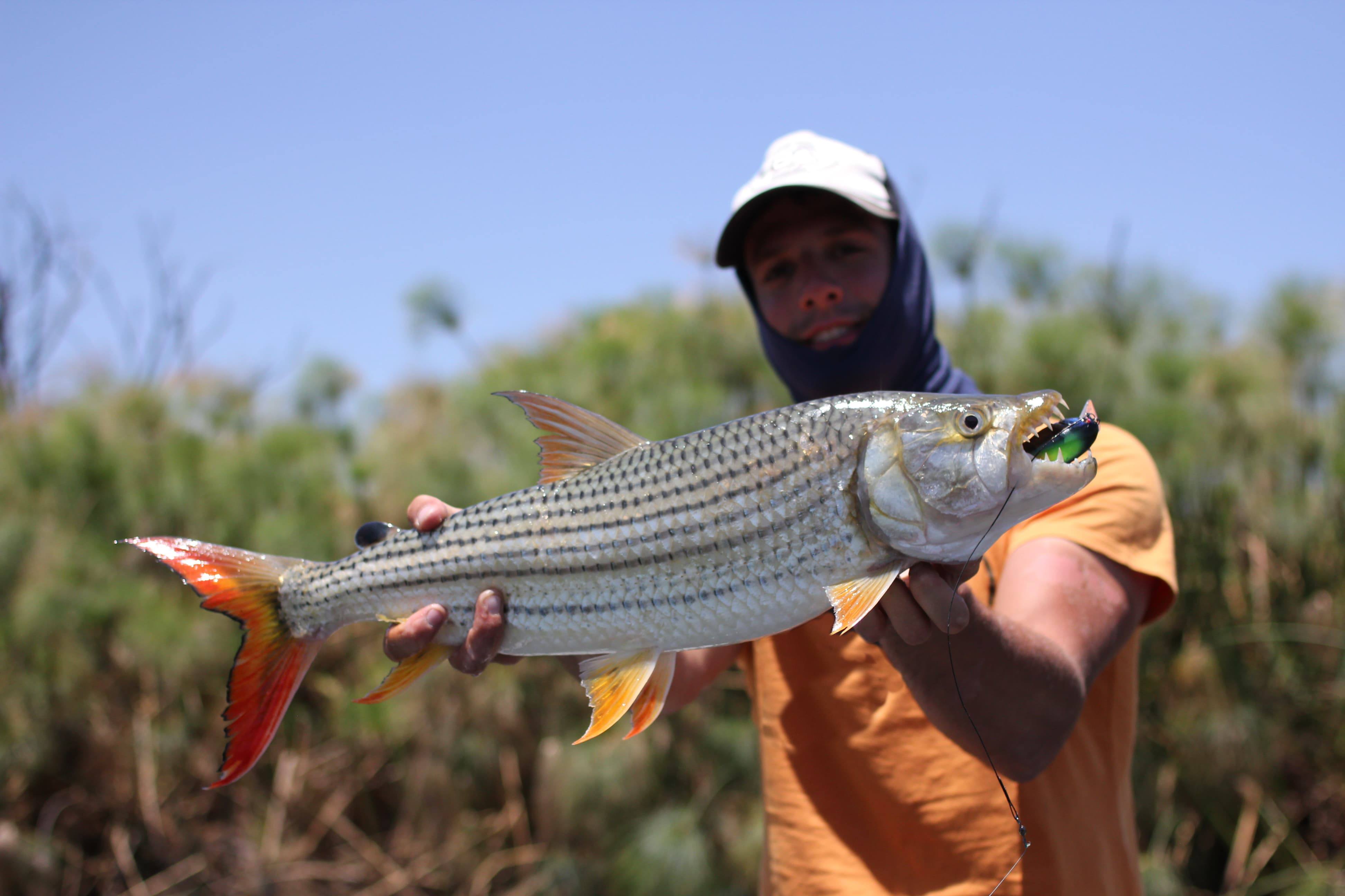 Comportement du Tigerfish