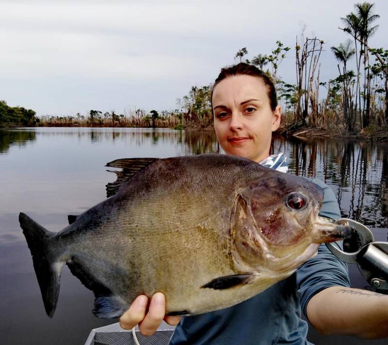 Pêche du peacock bass en Amazonie Brésilienne
