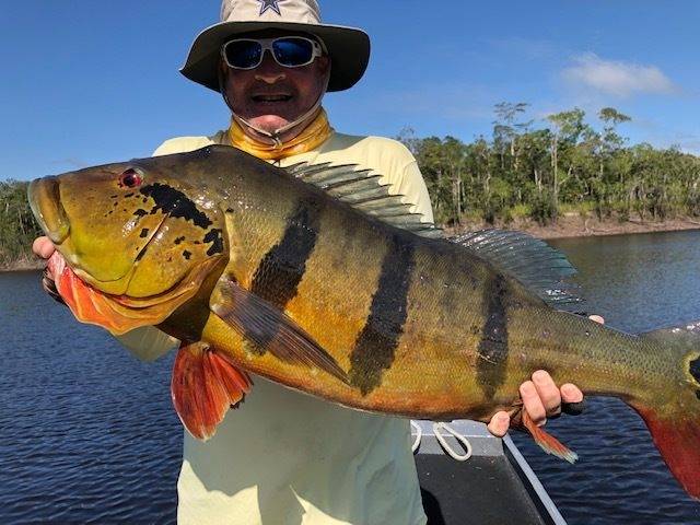 Pêche du peacock bass en Amazonie Brésilienne
