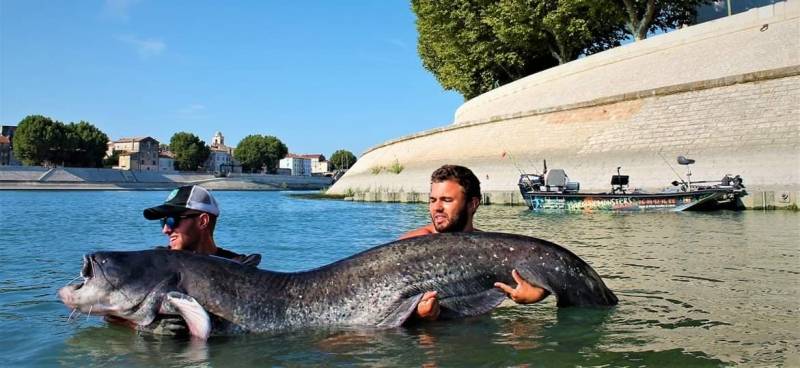 Pêche du silure sur le Rhône