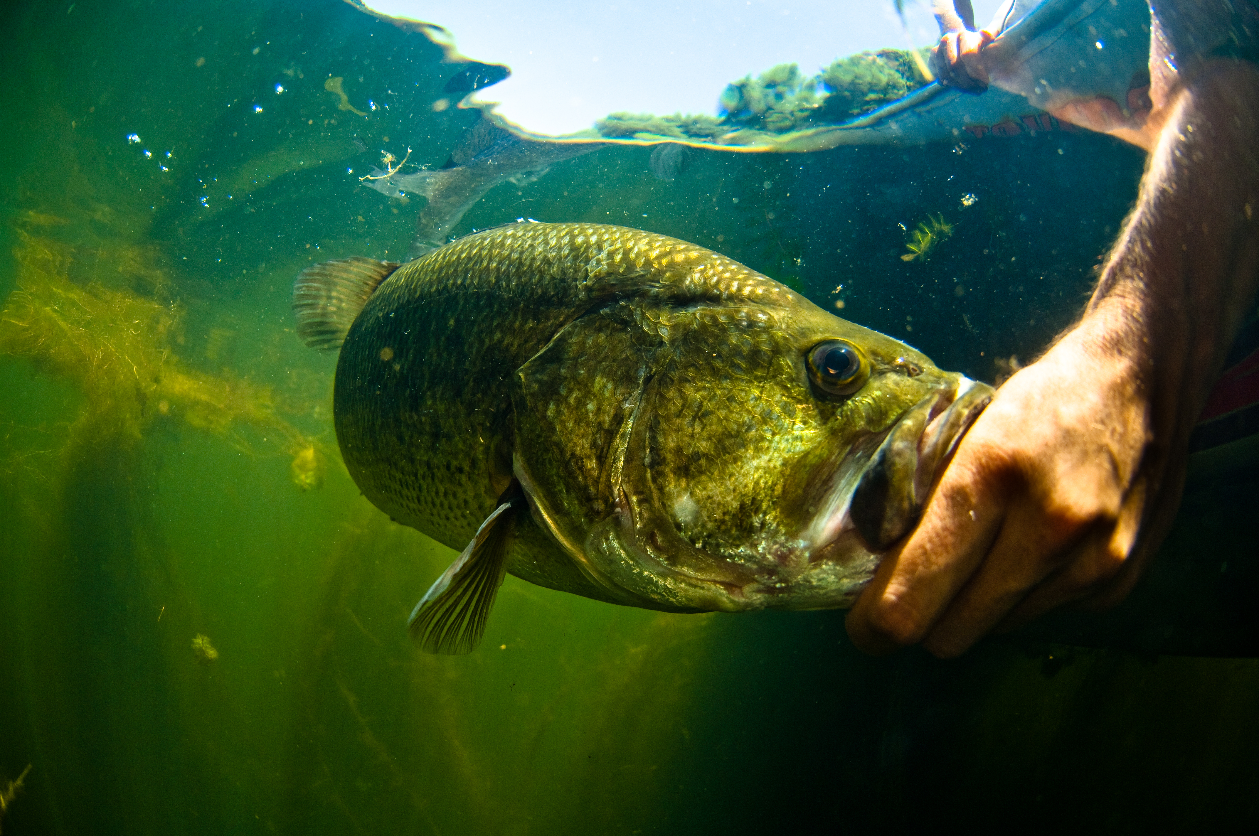 Photo de pêche : Quelques conseils pour prendre la photo parfaite