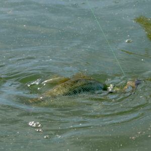 Fishing photo: Some tips for taking the perfect photo