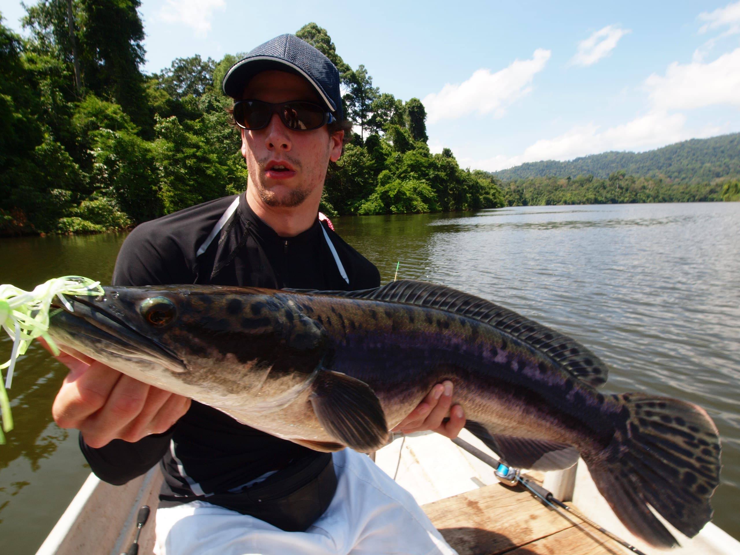 Giant Snakehead: la puissance à l'état brut