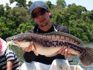 Giant Snakehead: la puissance à l'état brut