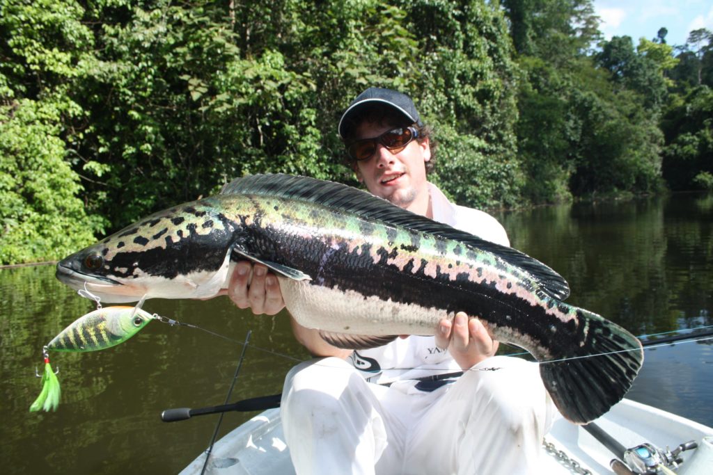 Giant Snakehead: power in the raw