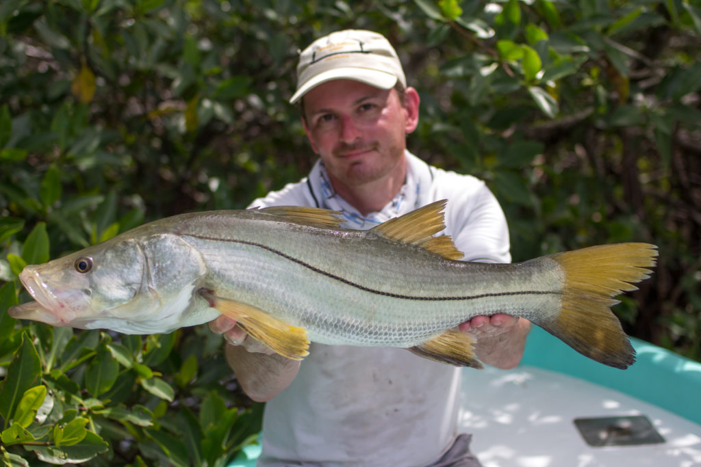 Snook morphology