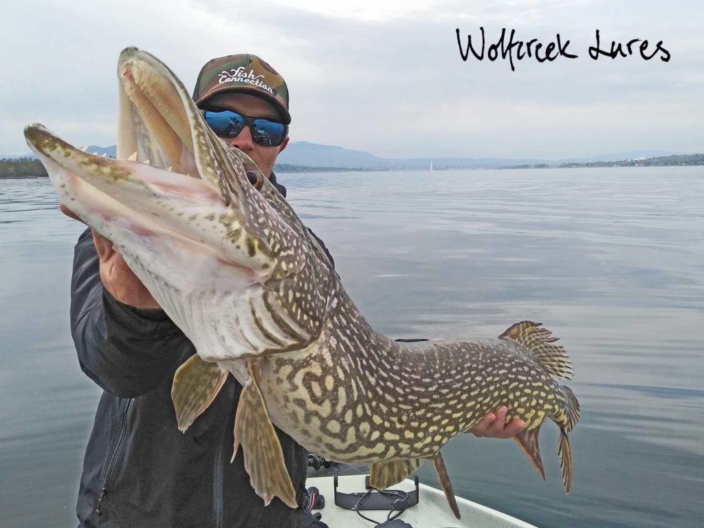 Wolfcreek lures-Fish connection-58383058_2237456239644529_2845470130576556032_o