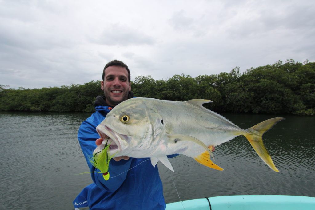 Carangue crevalle ou Caranx Hippos