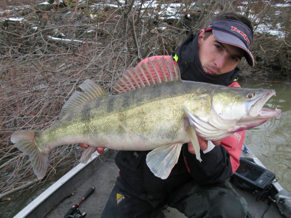 4. MADNESS MOTHER WORM: pike-perch lures with a delicate touch