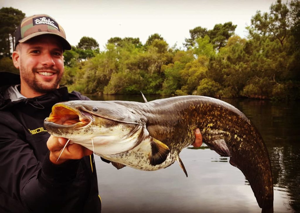 The spinnerbait: a good lure for fishing in seagrass beds