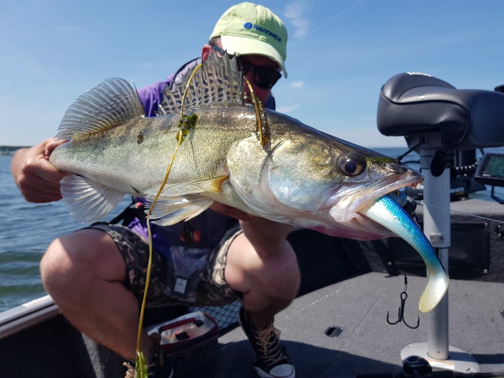 Swimming shads: a category well suited for seagrass fishing