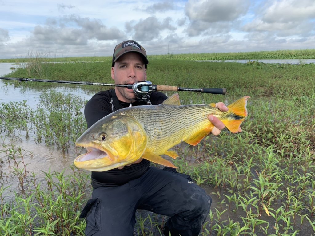 Golden Dorado lipless fishing in seagrass beds