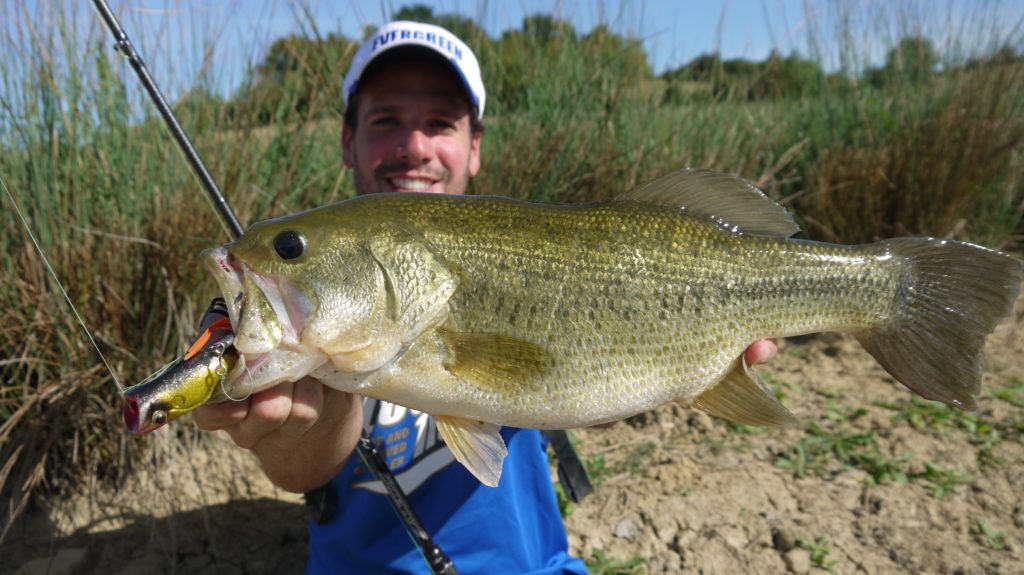 Fishing in seagrass beds with a frog