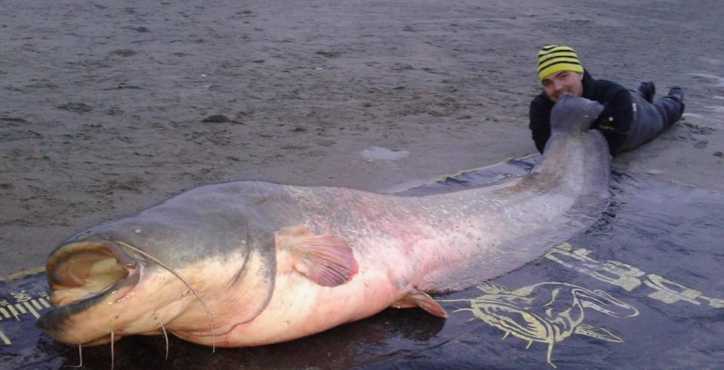 Top 4: 272 cm catfish caught by Matto De Grandi on the Po river