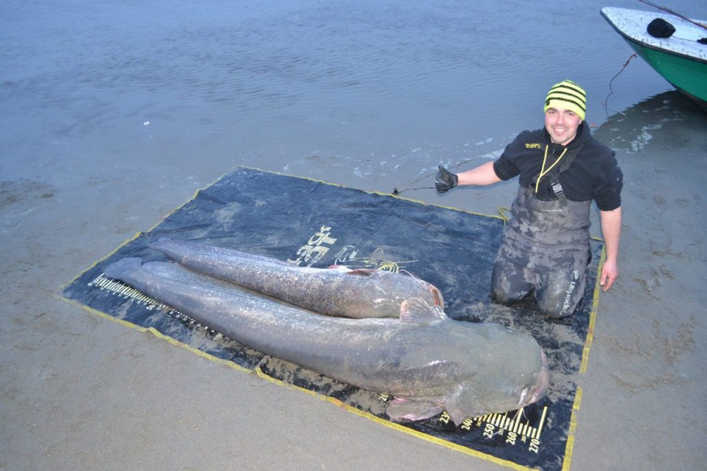 Top 4: 272 cm catfish caught by Matteo De Grandi on the Po