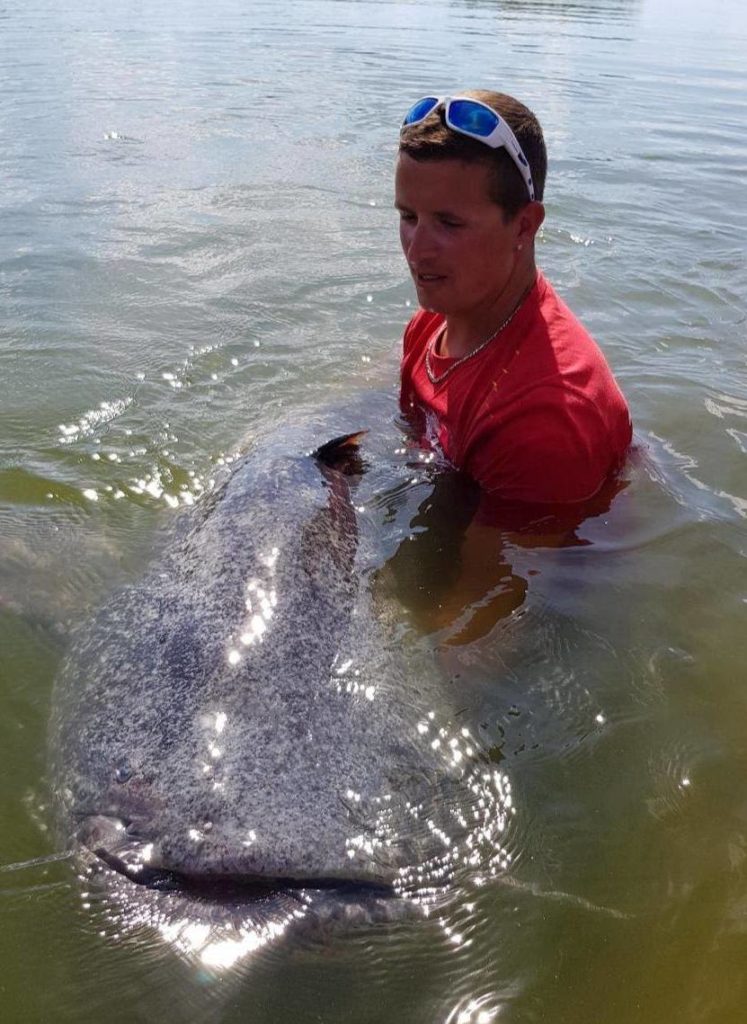 Top 8: Record catfish of 270 cm caught by Nicolas Hoguet on the Loire