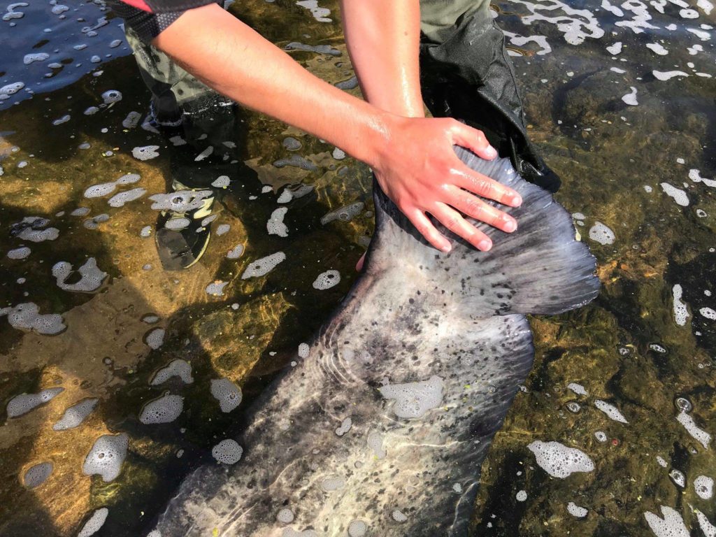 Top 5 : Record catfish of 271 cm caught by Hugo Leybac on the Loire