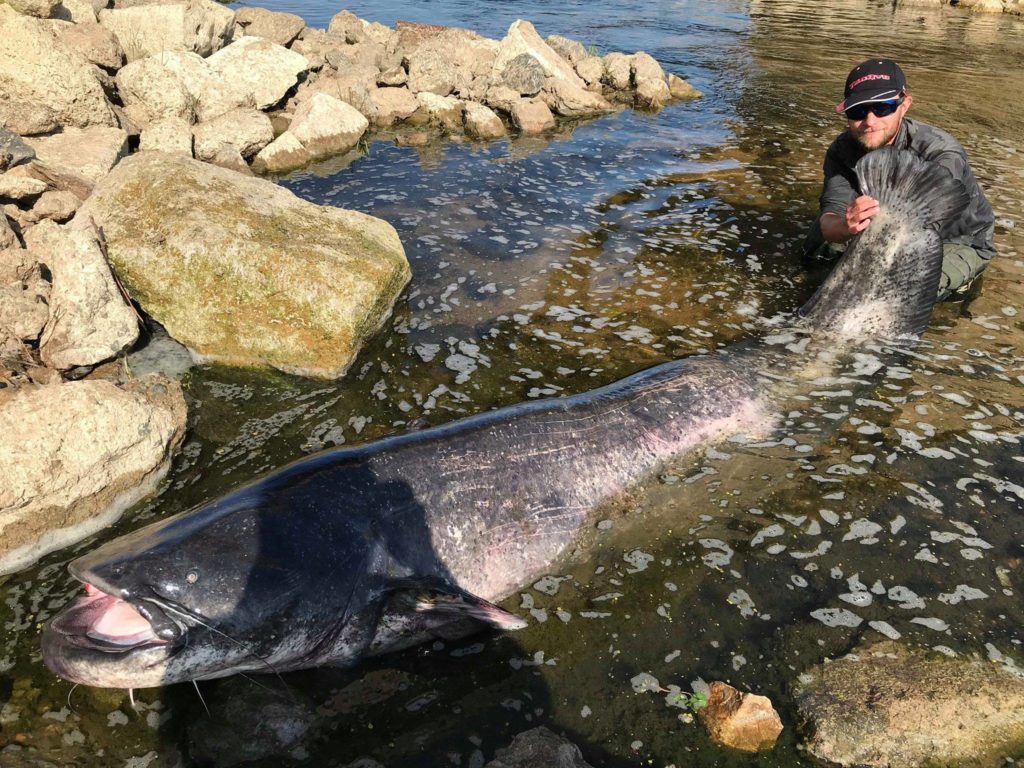 Top 5 : Record catfish of 271 cm caught by Hugo Leybac on the Loire