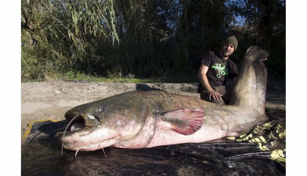 Top 3: 273 cm catfish caught by Sébastien Delabre on the Petit Rhône