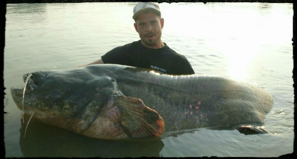 Top 1: Catfish World record of 275 cm taken by Ronny Zürcher on the Po river