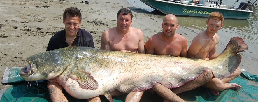 Top 6: Record catfish of 271 cm caught on the Po at Il Campo del Siluro