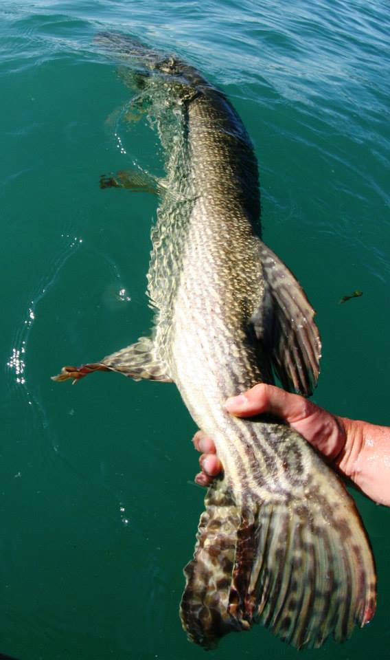 Top 3 : 137 cm pike caught by Sylvain Legendre on Lake Annecy