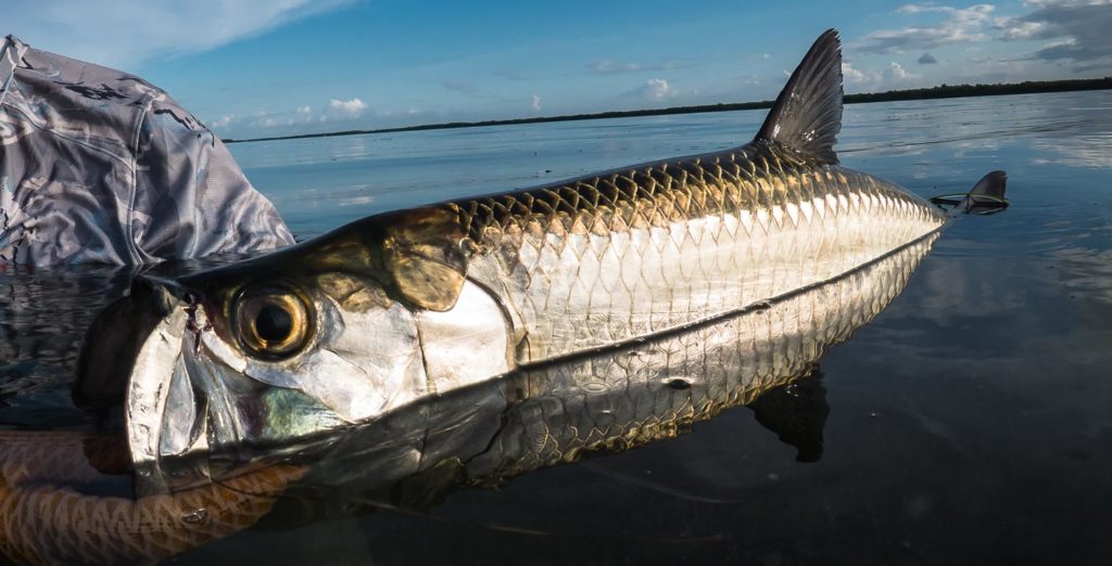 Tarpon : 5 choses à savoir sur les tarpons