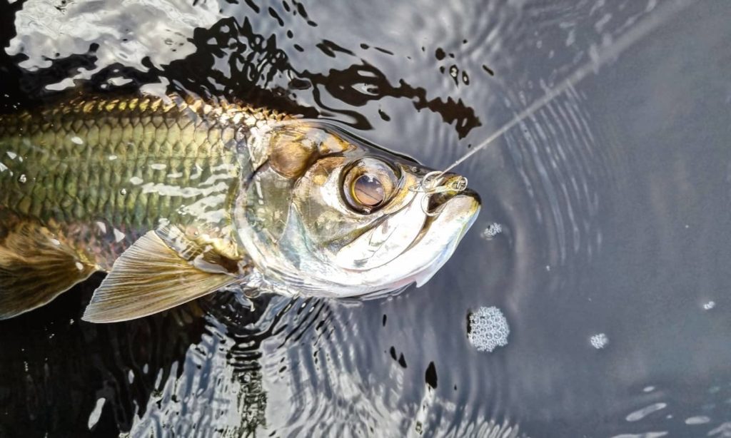 2/3 des habitats des tarpons juvéniles sont dégradés par les humains