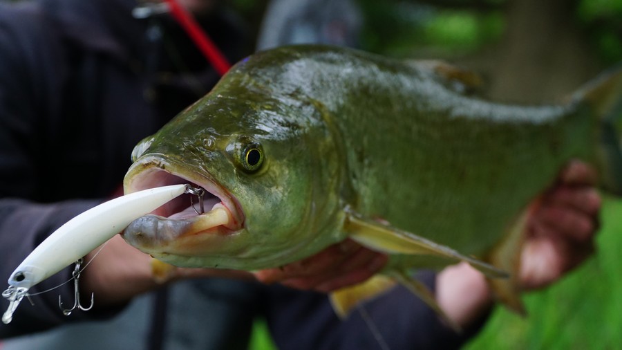 Jerkbait : le leurre aspe pour prospecter sous la surface 