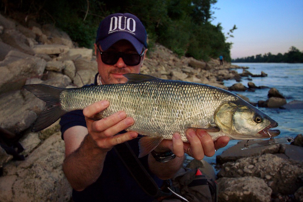 Un stickbait : Le leurre aspe par excellence