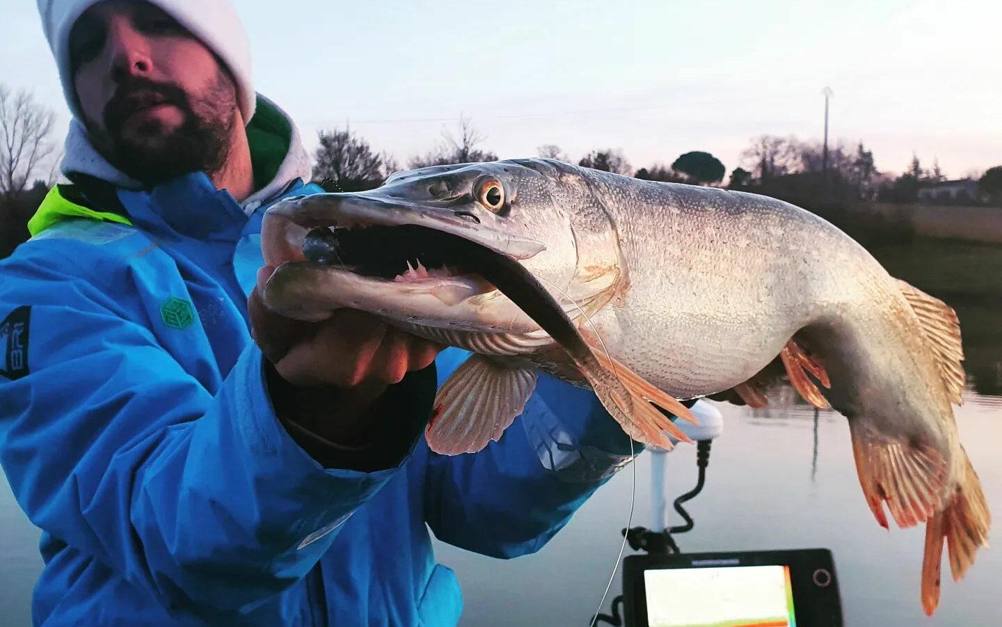 Pike feeding