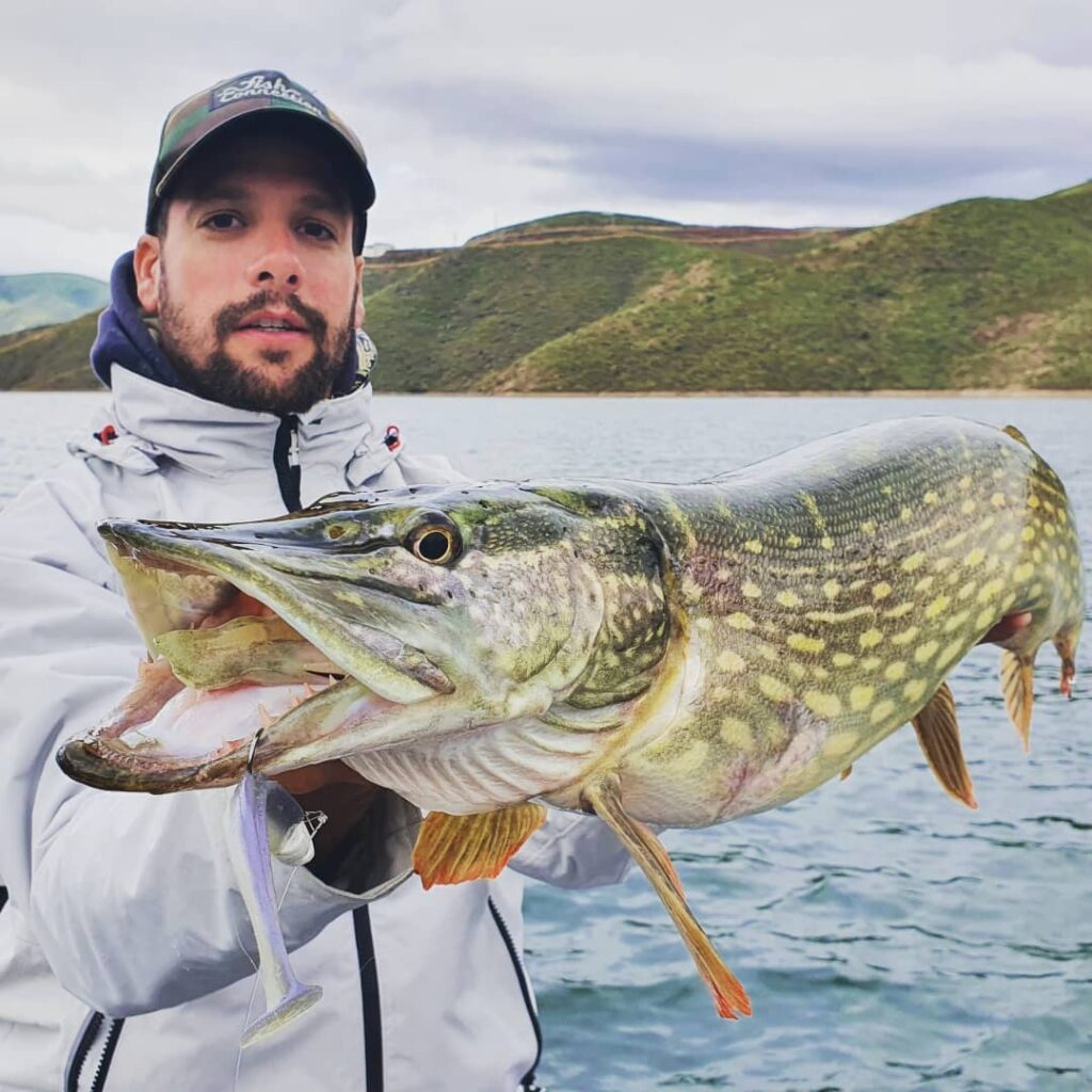 Pike with fluke zoom