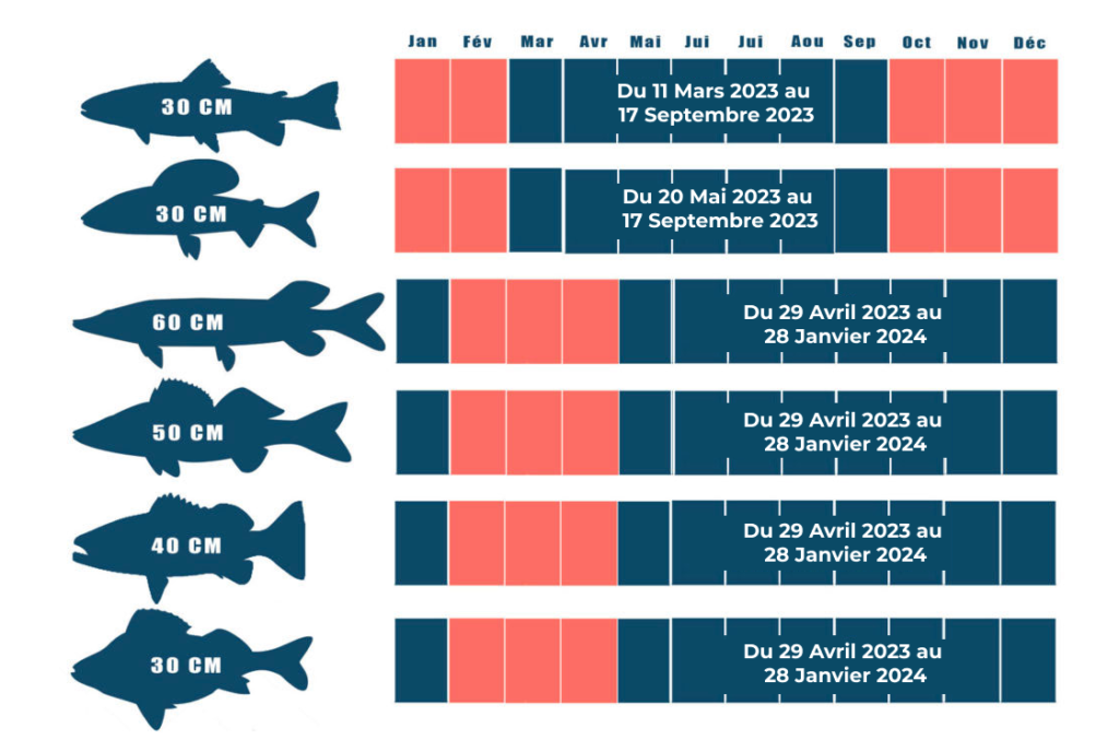 dates d'ouverture de la pêche et tailles de capture au niveau national 