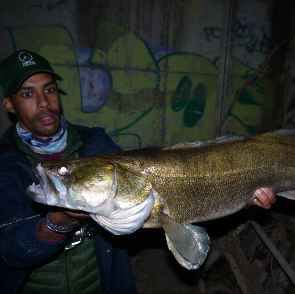 Pike-perch morphology