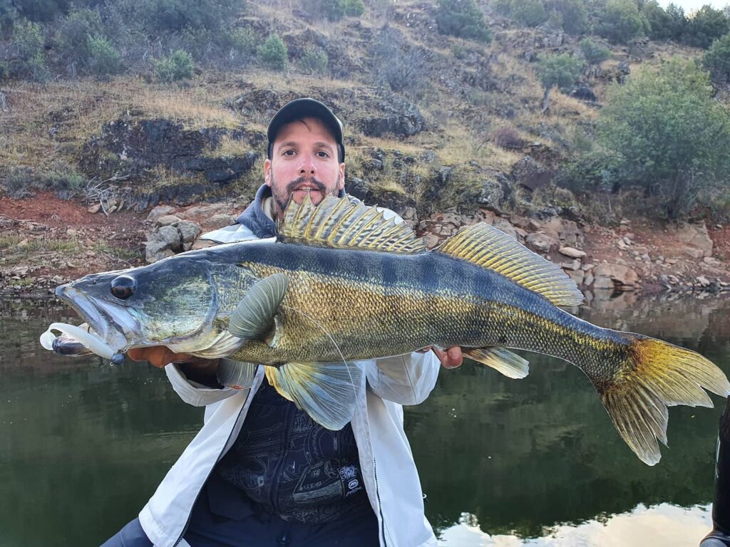 Pike-perch feeding