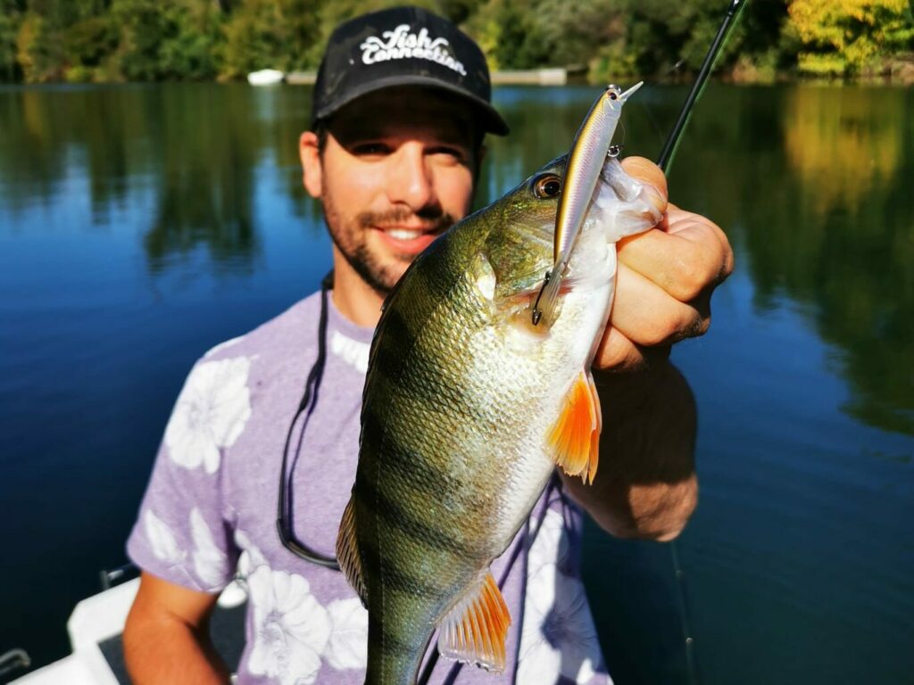 common perch with jerkbait minnow osp durga