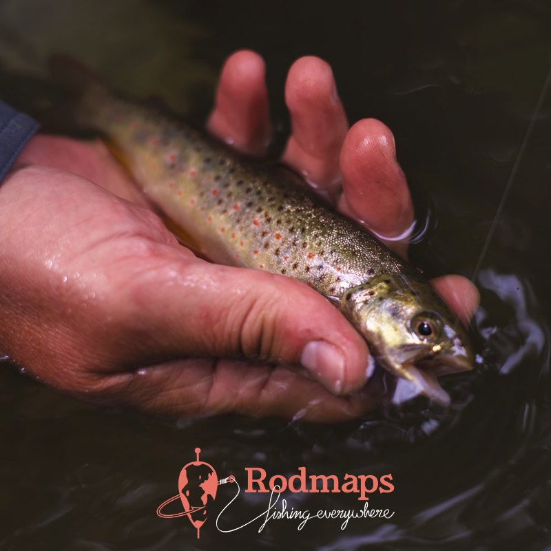 A small trout caught by the Rodmaps team