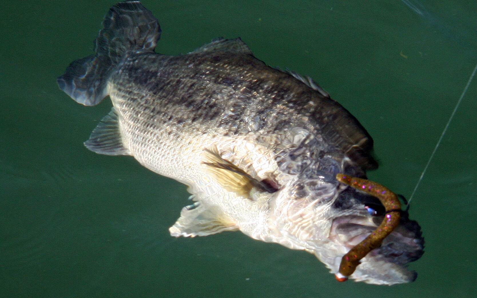 Pêche en wacky - Tout savoir sur la technique de pêche au wacky