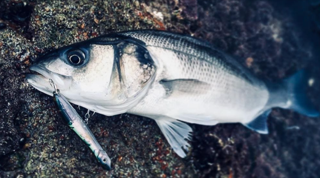 Los mejores señuelos para la lubina - Nuestros 10 señuelos esenciales para la pesca de la lubina