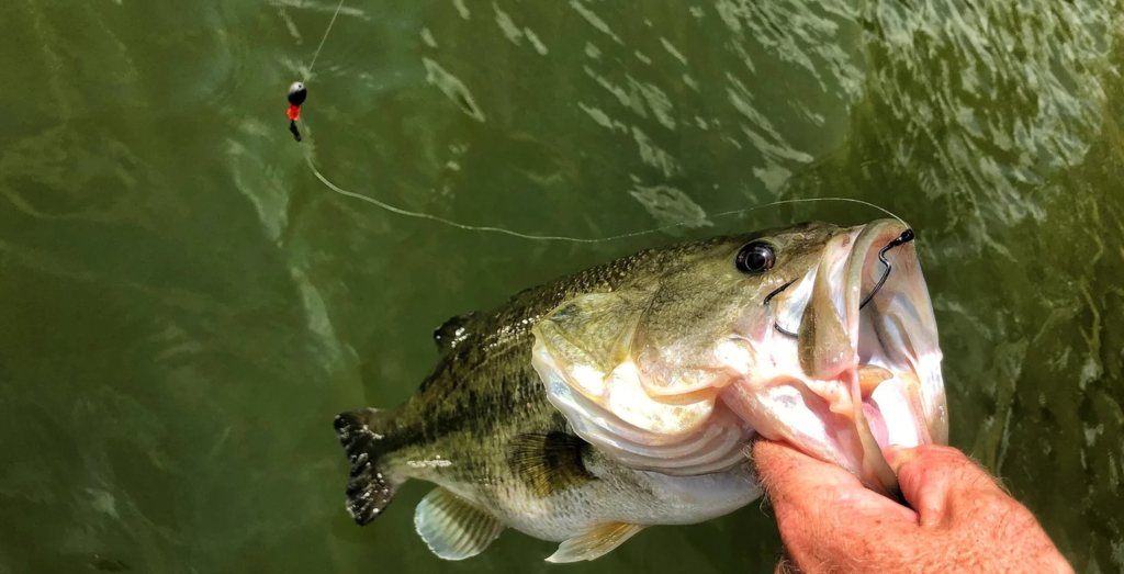 Pesca con aparejo Carolina - Todo lo que necesitas saber sobre esta técnica de pesca