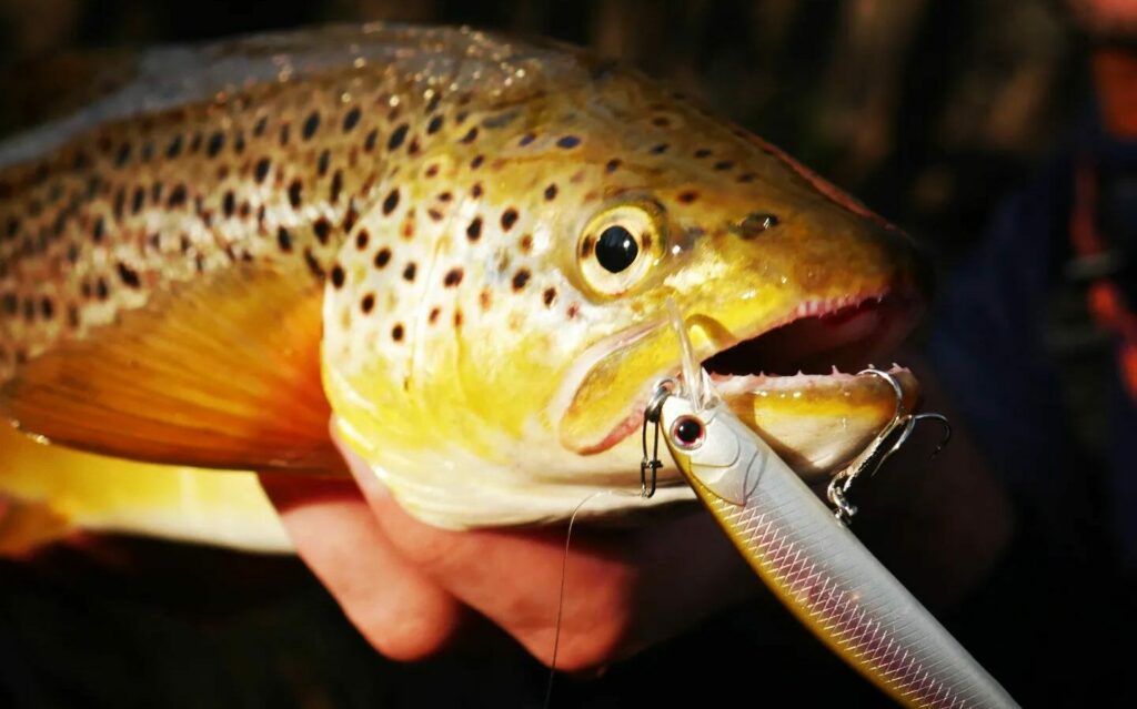 Size of trout hook: Which hooks should I choose for trout?