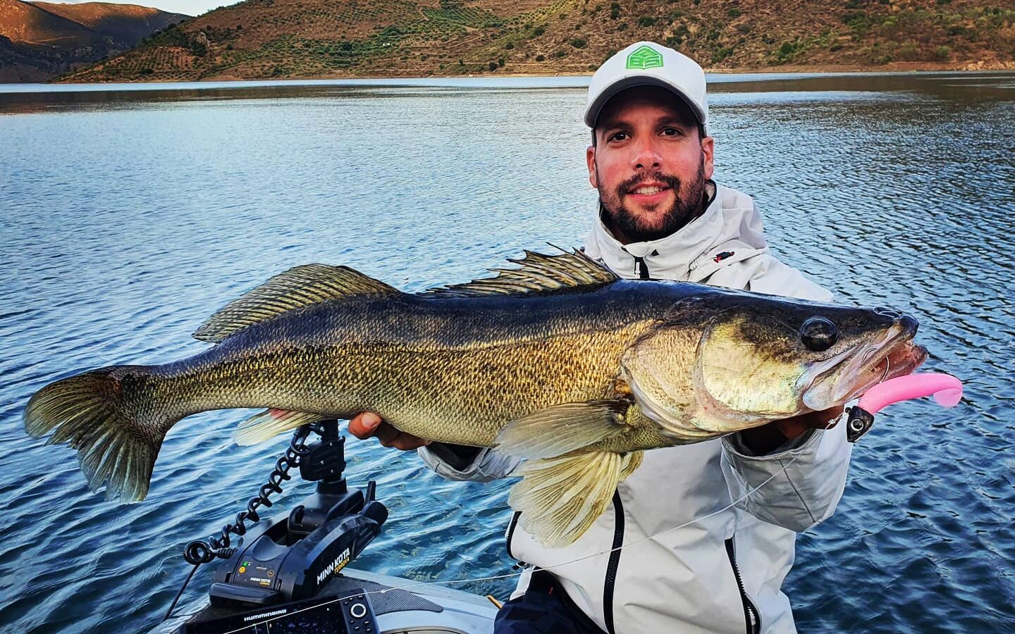 Le shad : le leurre souple actuellement le plus prisé