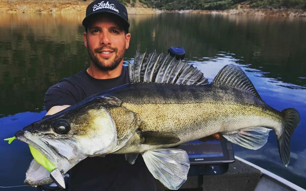 Todo lo que necesitas saber sobre los señuelos blandos para la pesca de depredadores