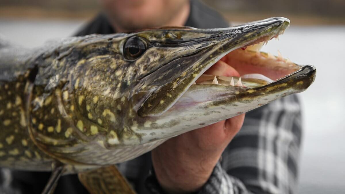 Pike leaders for small lures 