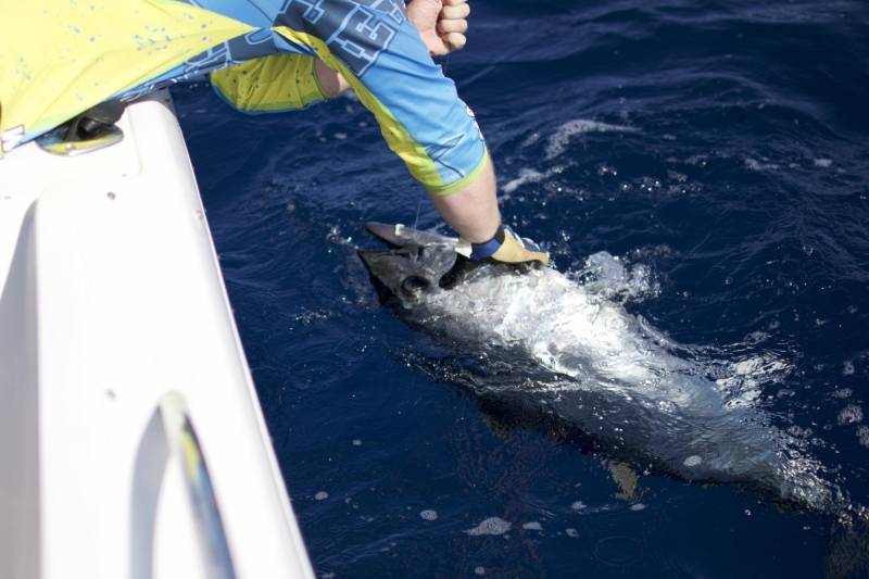 Pêche au thon en Espagne